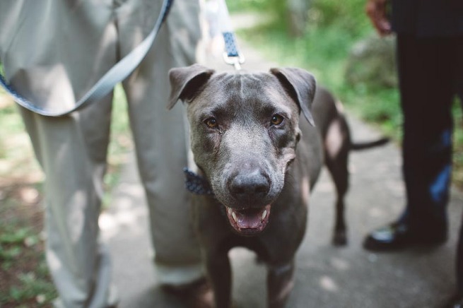 Woodsy Wedding Kentucky